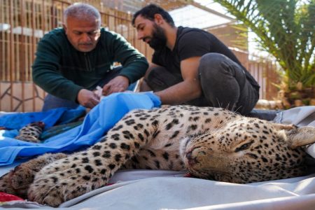مرگ پلنگ ایرانی بیمار در کرمان