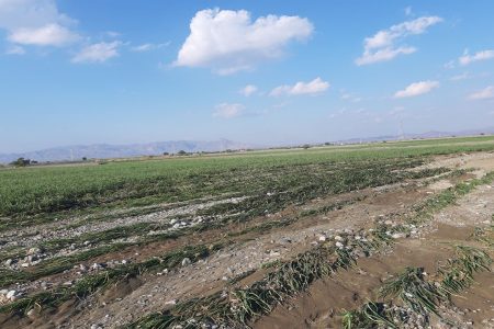 خسارت ۶۲۴ میلیاردی سیل به بخش کشاورزی منوجان