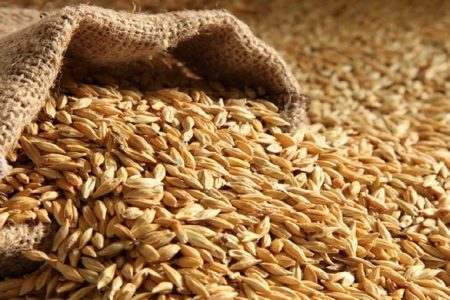 اختصاص سهمیه جو برای دام های سیل زده شرق استان