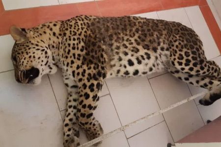 مدیرکل محیط زیست کرمان: حال پلنگ نابالغ خوب است