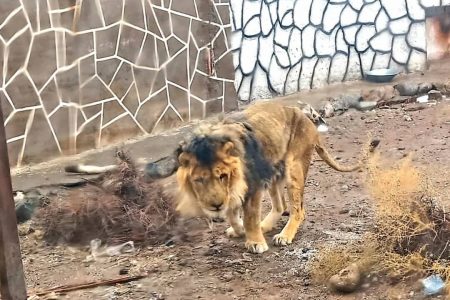 محیط زیست کرمان تغذیه شیرِ پیرِ سیرجان را تامین می‌کند