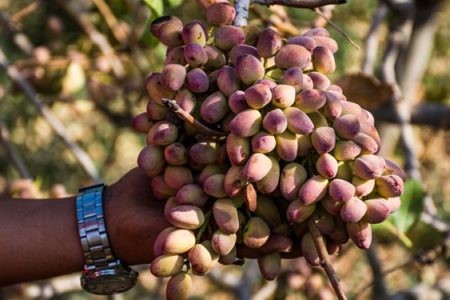 کشاورزی رفسنجان باید حفظ شود/۴۰ هزار خانوار رفسنجانی از تولید پسته ارتزاق می‌کنند