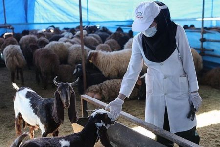 ارائه خدمات رایگان دامپزشکی شهربابک در دهه فجر