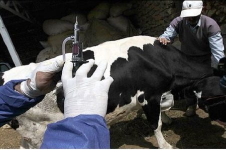 ارائه خدمات رایگان دامپزشکی زرند به مناسبت ایام الله دهه فجر