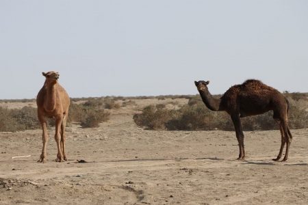 جازموریان ۱۰۰درصد آبگیری شد