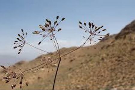 اختصاص ۲ هکتار از مزارع کوهبنان به کشت زیره سیاه