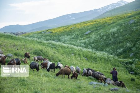 آغاز عملیات بیومکانیک و بیولوژیک در ۳ هزار هکتار از مراتع جنوب کرمان