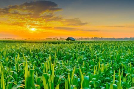 رشد ۲۵ درصدی حمل و نقل محصولات کشاورزی از جنوب کرمان