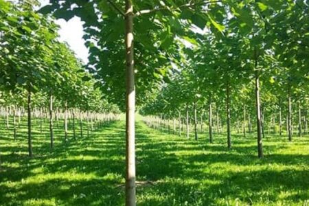 فعالیت ۳۹ مدرسه «دوست‌یار» طبیعت در کرمان