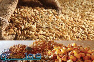 ۷۰ تن نهاده دامی بین دامداران جازموریان توزیع شد