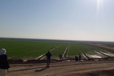 بیماری لکه‌برگی در کمین گندم‌های جنوب کرمان