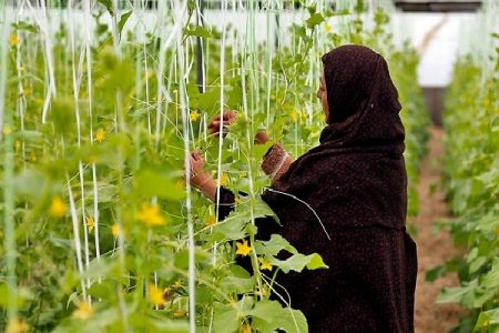 افتتاح ۲ هزار طرح اشتغال کمیته امداد در استان کرمان