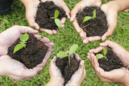 آغاز پویش«هر ایرانی، یک درخت» در کرمان