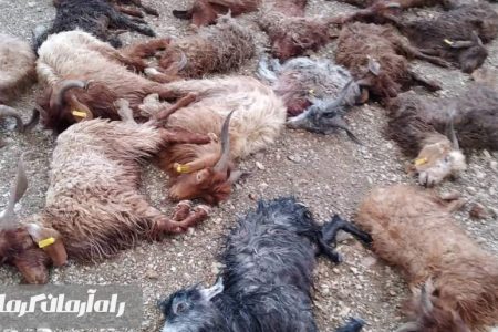 اعزام تیم های دامپزشکی به مناطق سیل زده ریگان/ تلف شدن ۷۰۰ رأس دام