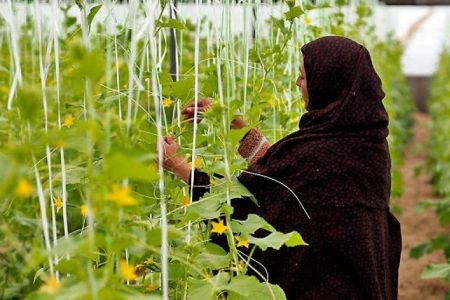 2 هزار طرح اشتغال توسط کمیته امداد در استان کرمان افتتاح می‌شود