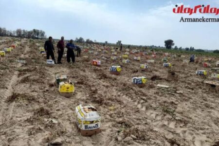 امسال کشاورزان عنبرآبادی سیب زمینی بیشتری در طرح استمرار از مزارع خود برداشت می‌کنند