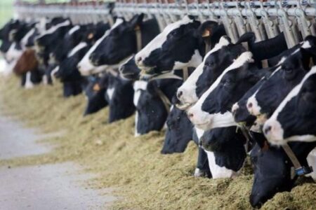 برگزاری دوره آموزش ترویج دامپروری در جهت اشتغال زایی مددجویان راوری