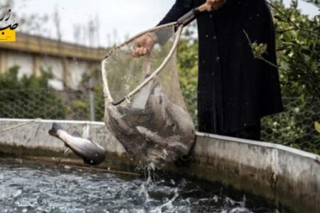 آغاز صید ماهی از استخرهای آب کشاورزی شهرستان زرند