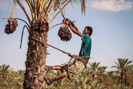 صادرات خرما نصف شده است