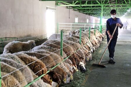 ۲۶۳ میلیارد ریال تسهیلات به دامداران کرمانی پرداخت شد