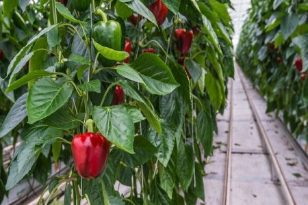 برگشت محمولۀ فلفل‌دلمه‌ای مربوط به باقی‌ماندۀ سموم نبود