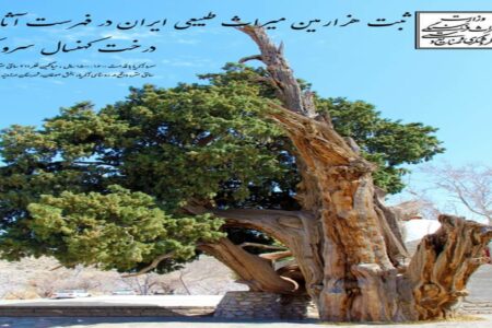 سرو زکریای ارزوئیه به ثبت ملی رسید