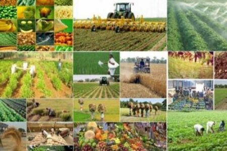 نظارت ۲۴ تیم بازرسی بر محصولات کشاورزی