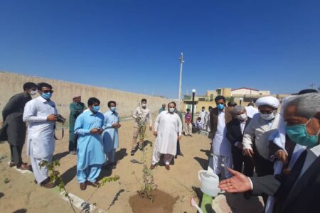 ۵۰ هزار اصله نهال در جنوب کرمان توزیع می‌شود