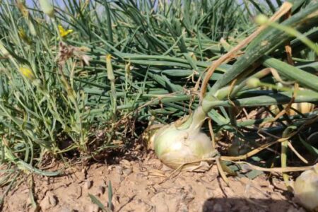 هدفگذاری کاشت ۶ هزار هکتار پیاز در جنوب کرمان/ راهکار جلوگیری از زیان کشاورزان چیست؟