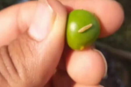 نخلداران جنوب کرمان آفت کرم میوه‌خوار خرما را جدی بگیرند