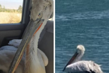 یک قطعه پلیکان سفید در سد خاکی جیرفت رهاسازی شد