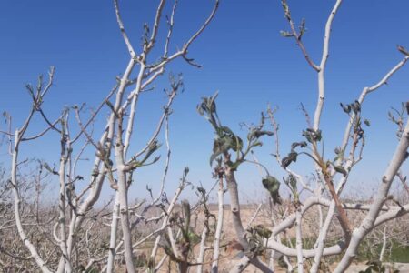 سرمازدگی ۳۶ هزار هکتار از باغ‌های پسته سیرجان/نماینده مجلس از جهادکشاورزی انتقاد کرد