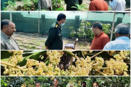 گپ و گفت عیدانه سرهنگ پاسدار ناصر بهروز،  با جوان خلاق و کارآفرین تولید کننده درخت انبه در جنوب کرمان