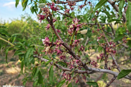 احتمال سرمازدگی محصولات کشاورزی در کرمان