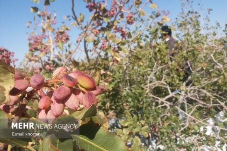 سرما پسته کرمان را به باد داد/ اقتصاد کرمان یخ زد