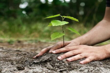 بالغ بر ۵۰ هزار اصله نهال رایگان در هفته منابع طبیعی در جنوب کرمان توزیع می شود
