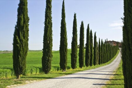 چوب درختان کرمانی در کاخ داریوش