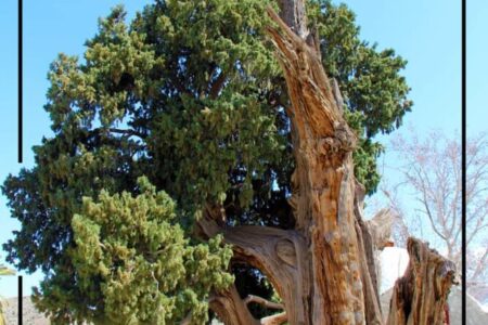 سرو زکریای ارزوئیه به عنوان هزارمین اثر میراث طبیعی کشور به ثبت رسید