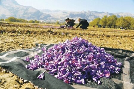 جنوب کرمان بهشت گیاهان دارویی 