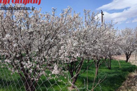 صدای پای بهار  در رابر به گوش می رسد