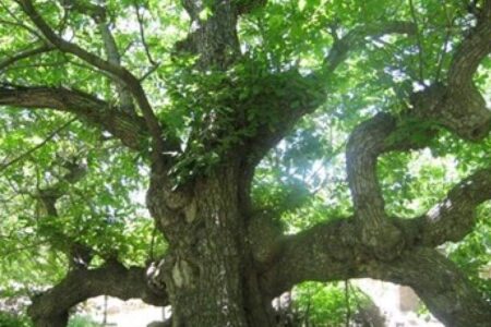 بافت شهر مردان دانشی و گردوهای کهنسال