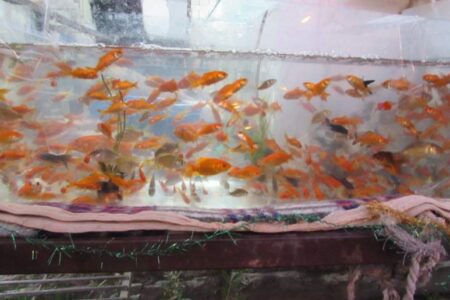 شور و حال مردم راور در روزهای پایانی سال