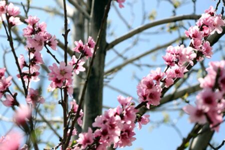 نرم نرمک می رسد اینک بهار