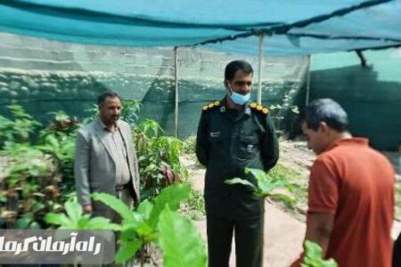 جوان خلاق و کارآفرین تولید کننده درخت انبه در جنوب کرمان