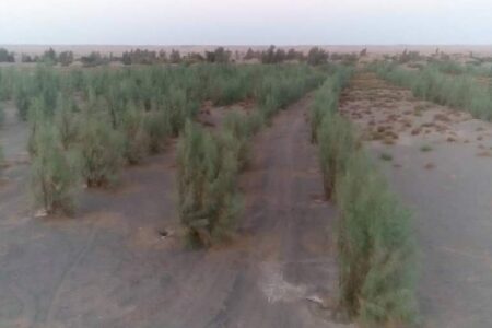 اجرای بادشکن زنده در ۱۳۵ هکتار از  اراضی بایر شهداد/ ایجاد خانه صنایع دستی در راستای معرفی دست سازه های بومی به گردشگران