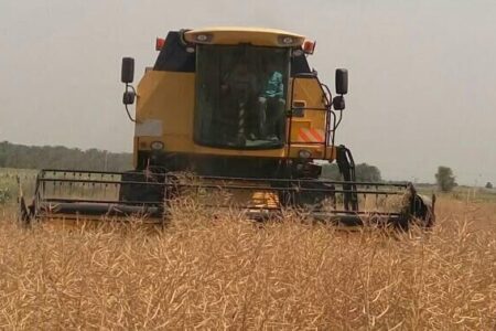 بیش از ۱۲۰۰ تن کلزا در جنوب کرمان تولید می شود