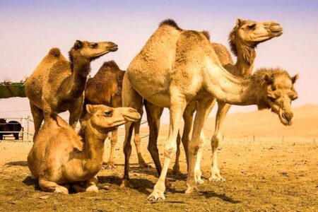 توقیف کامیون حامل ۱۰ شتر قاچاق در بم