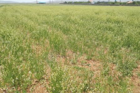 ۵۰ هکتار اراضی شهرستان بردسیر زیر کشت منداب