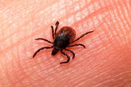 هشدار دامپزشکی در خصوص تب کریمه کنگو