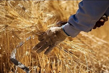 خرید تضمینی گندم در کرمان